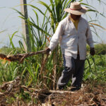 Campesinos Working in Tlalquiltenango, Morelos