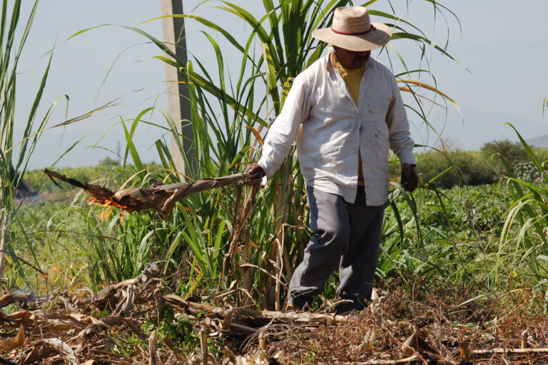 US Attempt to Sabotage Mexico’s GMO Corn Ban Denounced as ’21st-Century Imperialism’