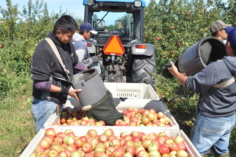 Se saca máxima ganancia de los trabajadores H2A