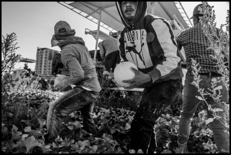 Biden está pagando a los agricultores para que reemplacen a los trabajadores agrícolas con mano de obra bracero subcontratada