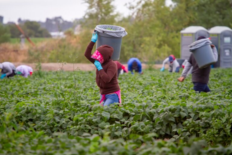 Experiences: Laboring in the fields in the Central Valley in California