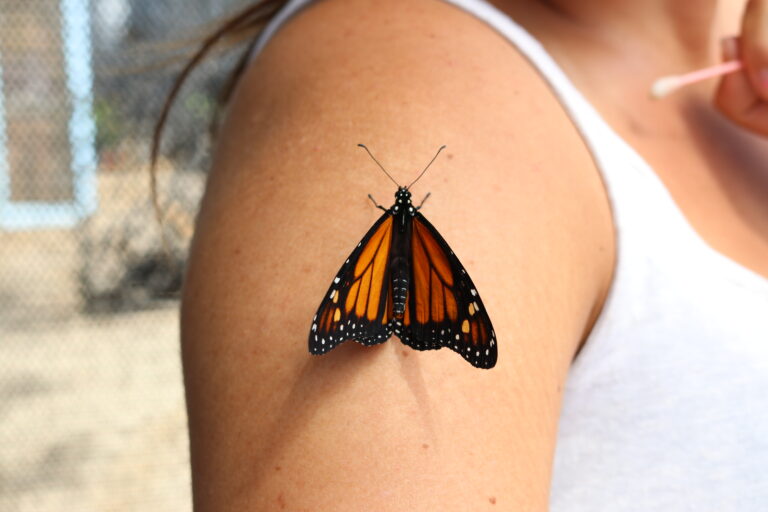 Monarch Butterflies are Healing the Earth